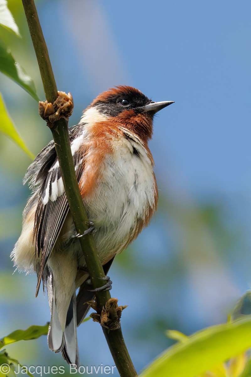Bay-breasted Warbler - ML576884581