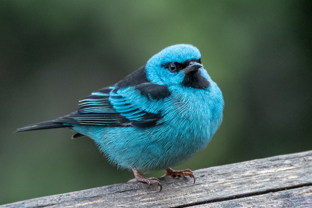 Blue Dacnis - ML576885331