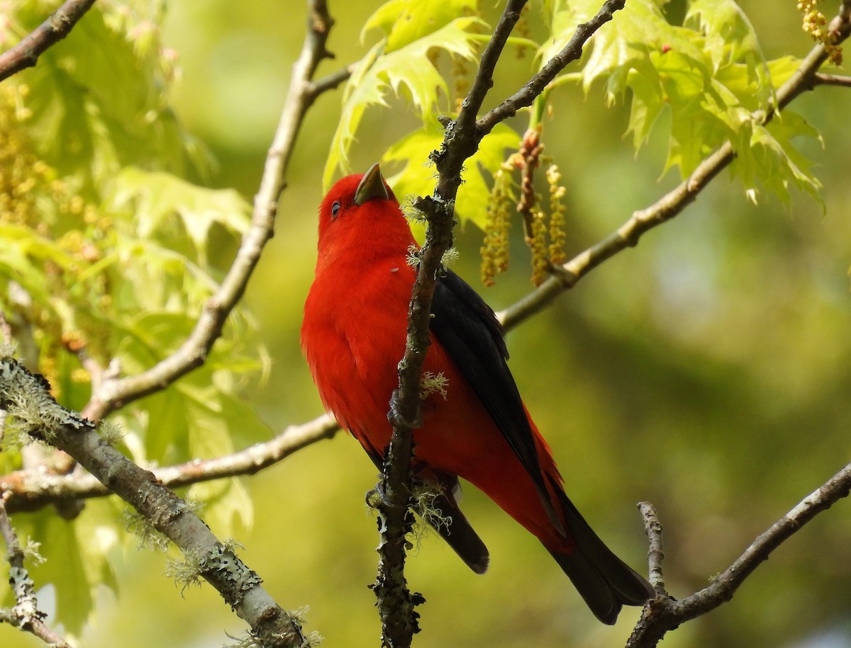 Scarlet Tanager - ML576886331