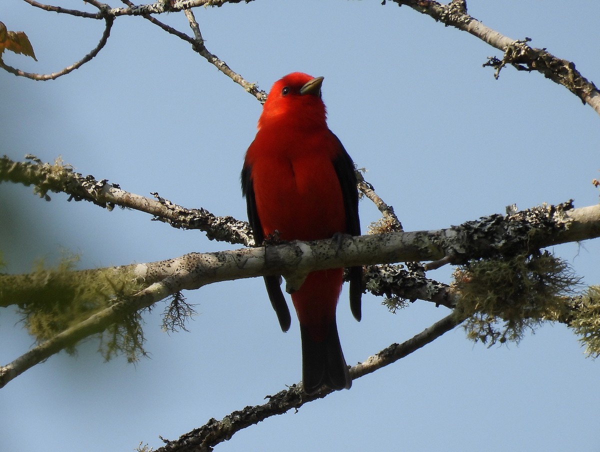 Scarlet Tanager - ML576886801