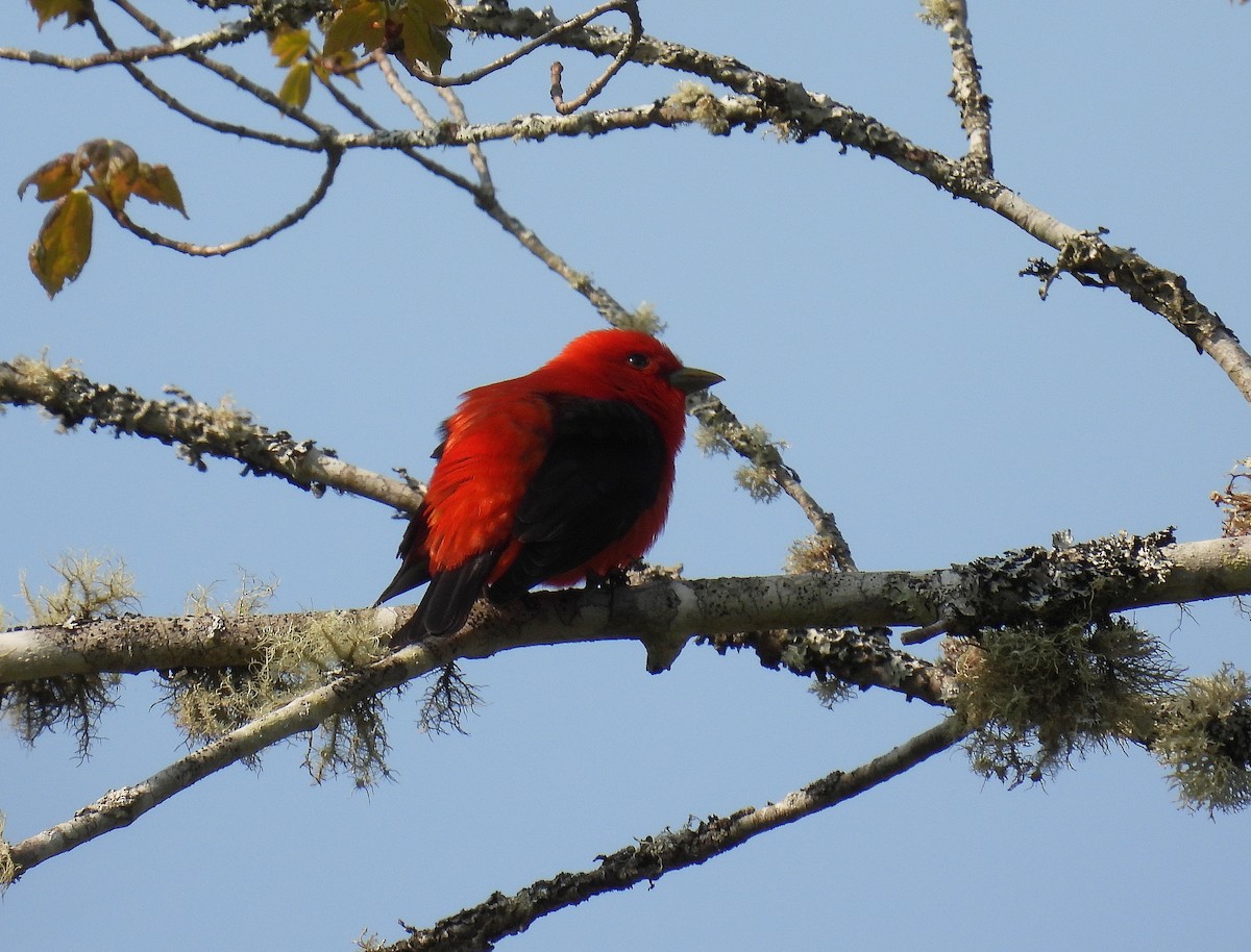 Scarlet Tanager - ML576887061