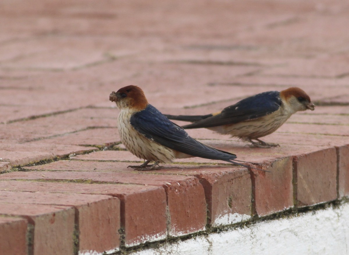 Greater Striped Swallow - ML576887221