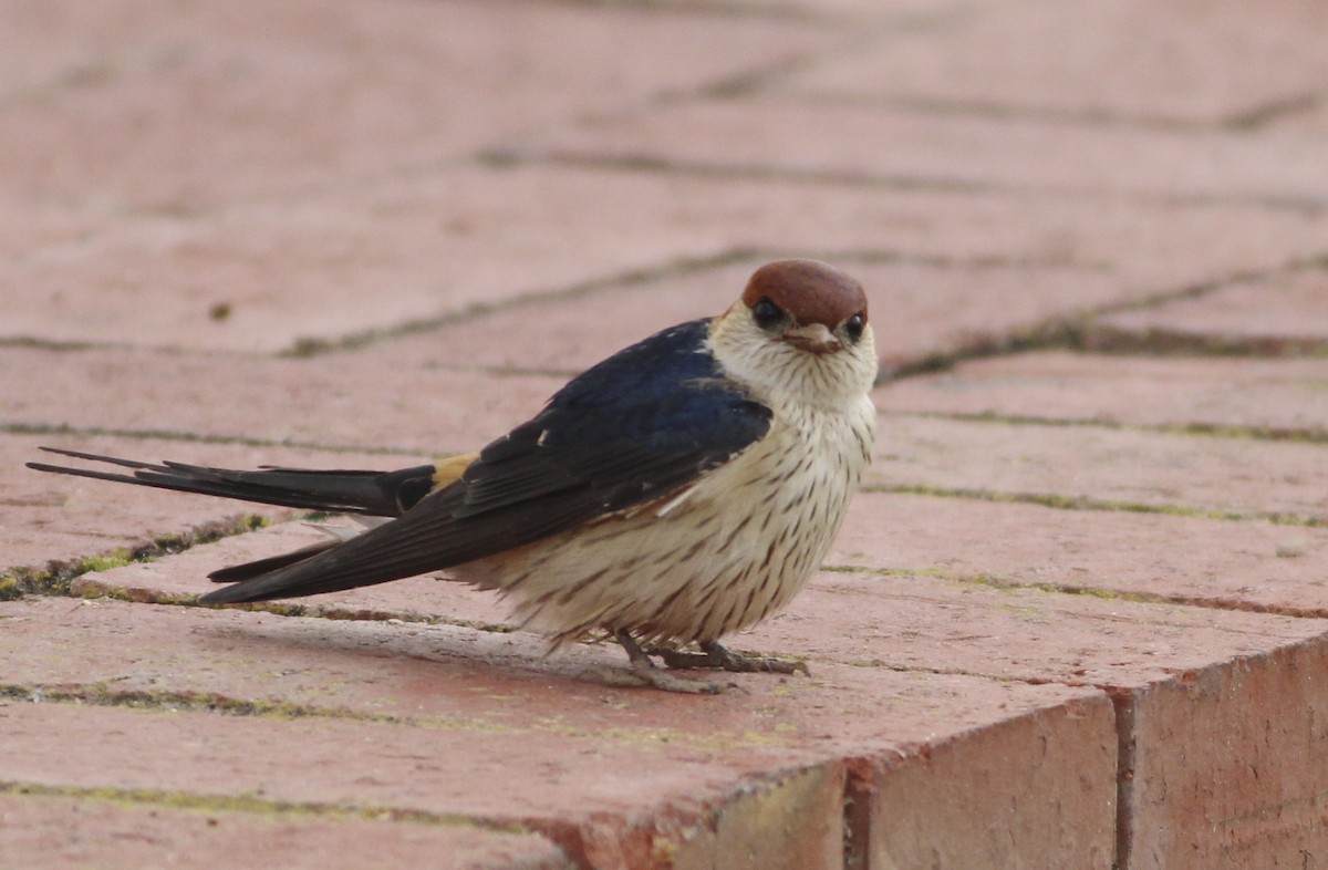 Greater Striped Swallow - ML576887231