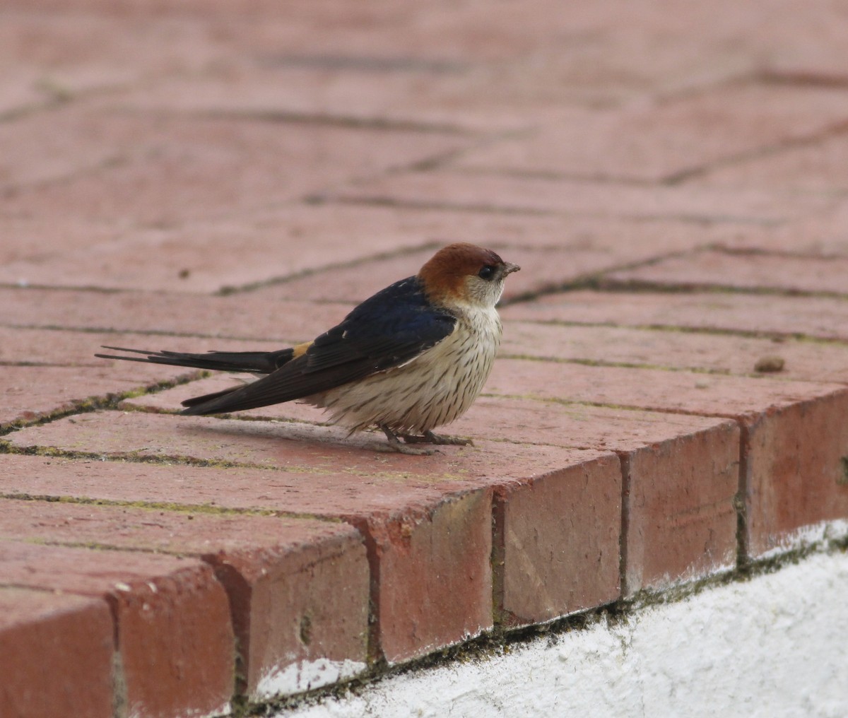 Greater Striped Swallow - ML576887241