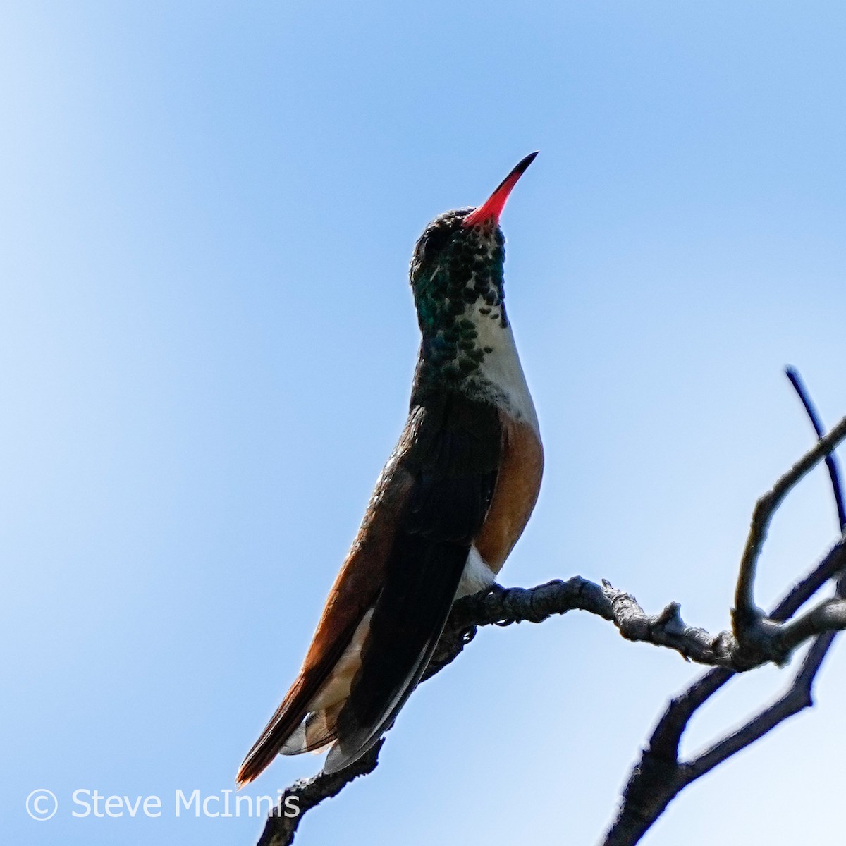 Amazilia Hummingbird - Steve McInnis