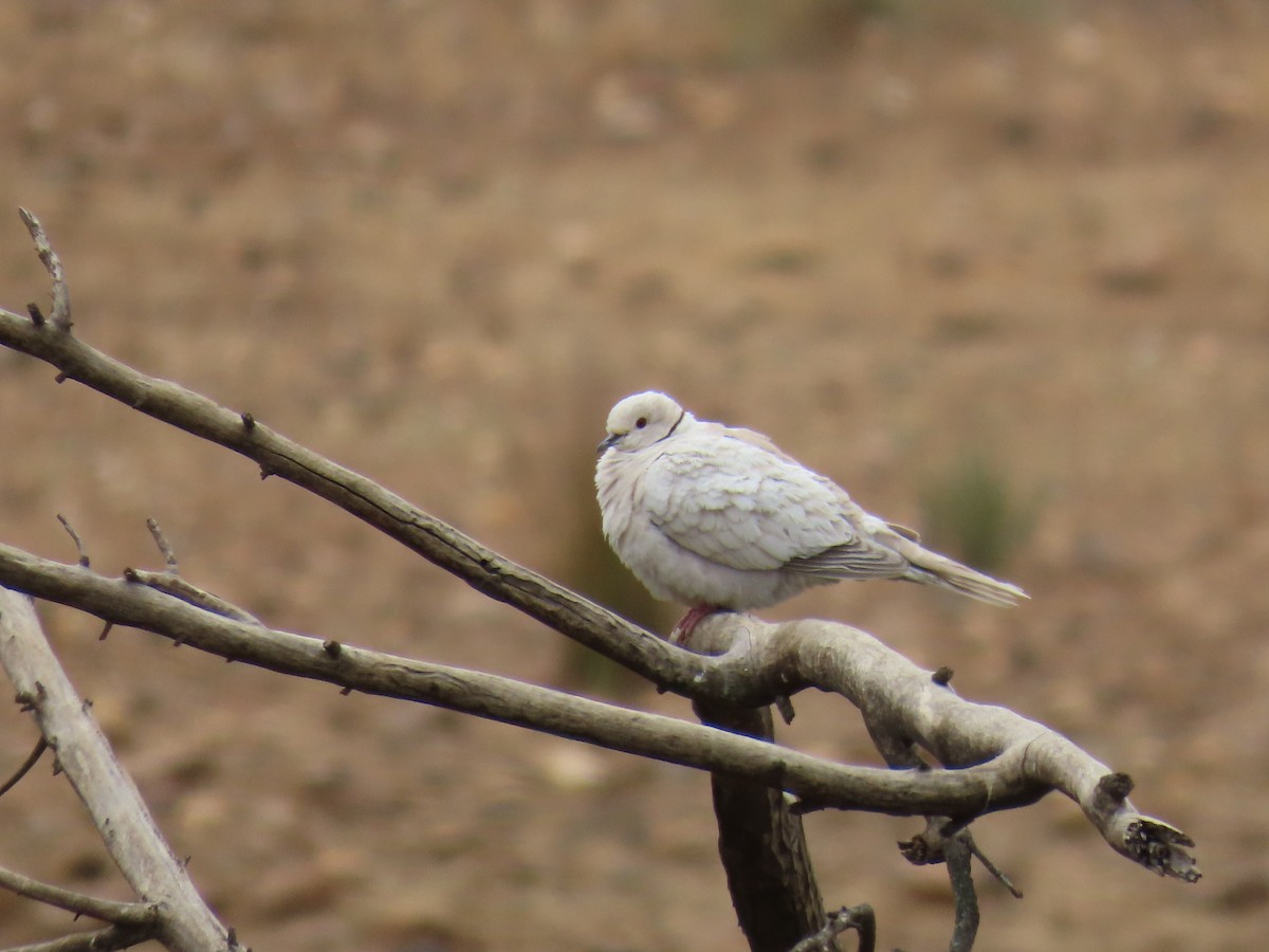 Eurasian Collared-Dove - ML576893991