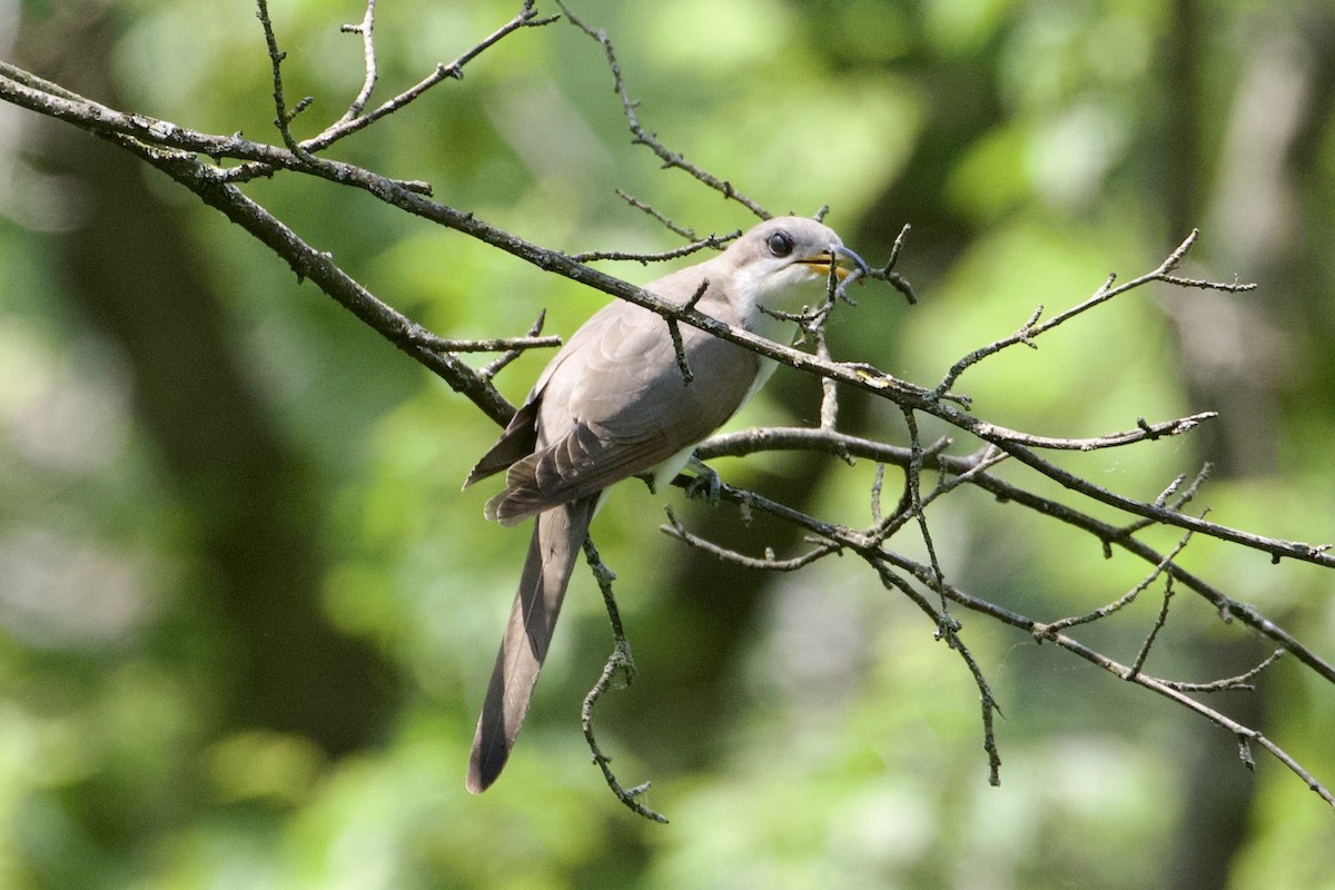 Yellow-billed Cuckoo - Jack Coulter
