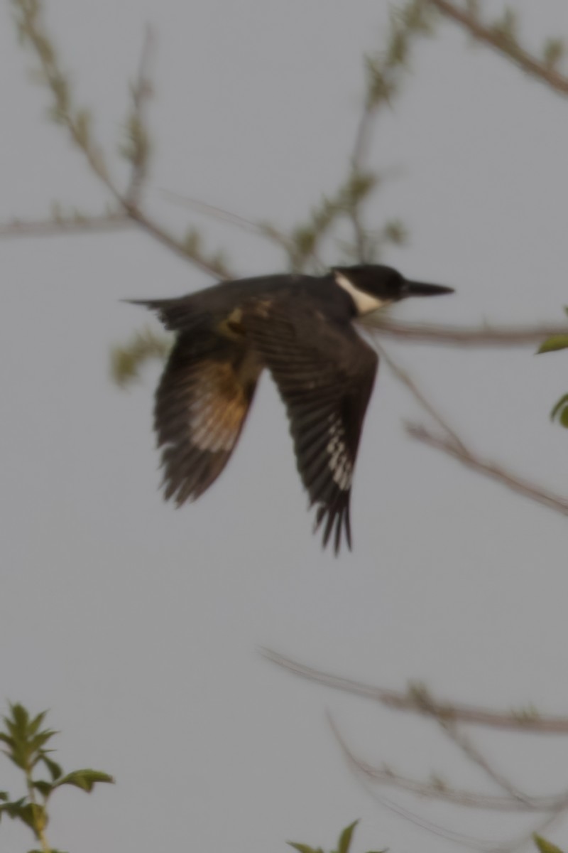 Belted Kingfisher - ML576895791