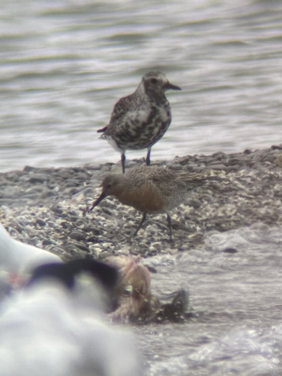 Red Knot - ML576896561