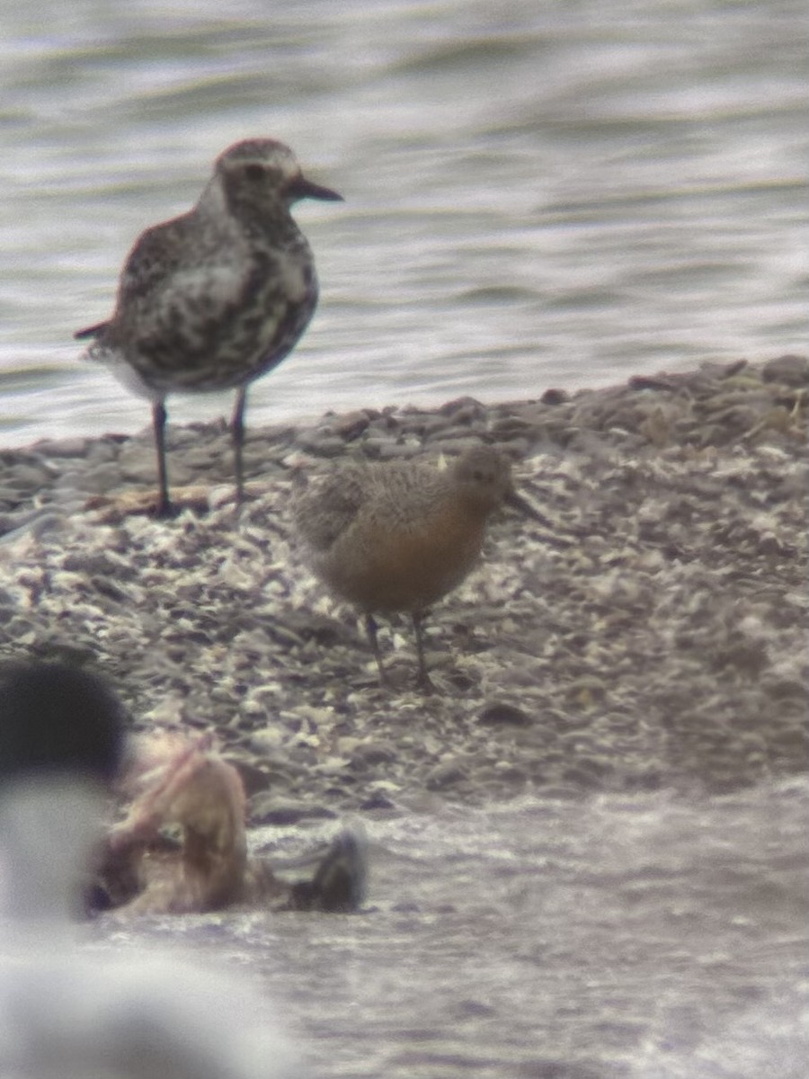 Red Knot - ML576896571