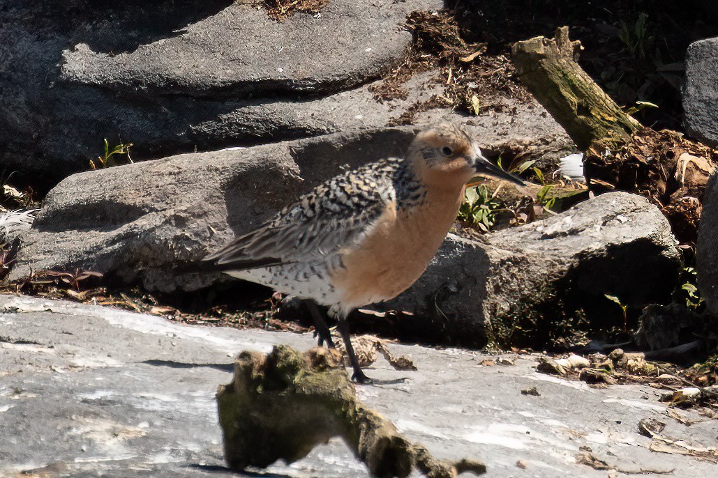 Red Knot - ML576903461