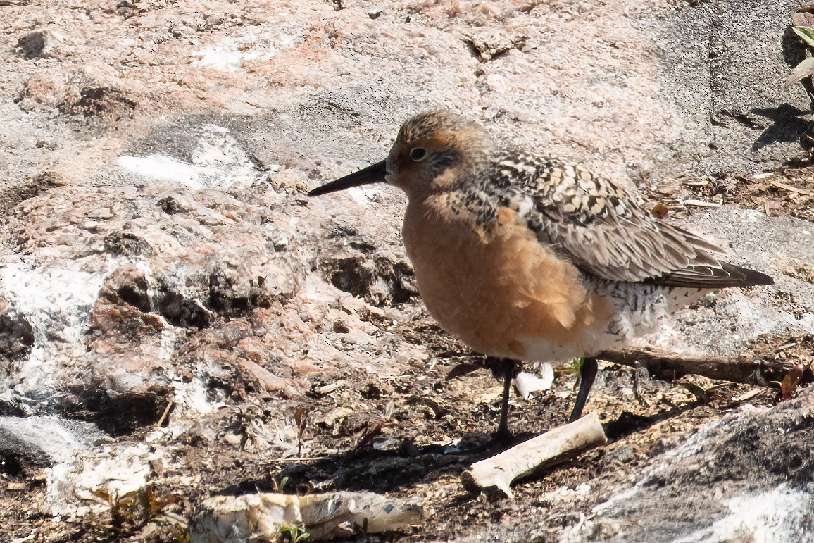 Red Knot - ML576903491
