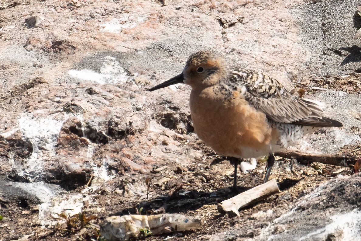 Red Knot - ML576903501