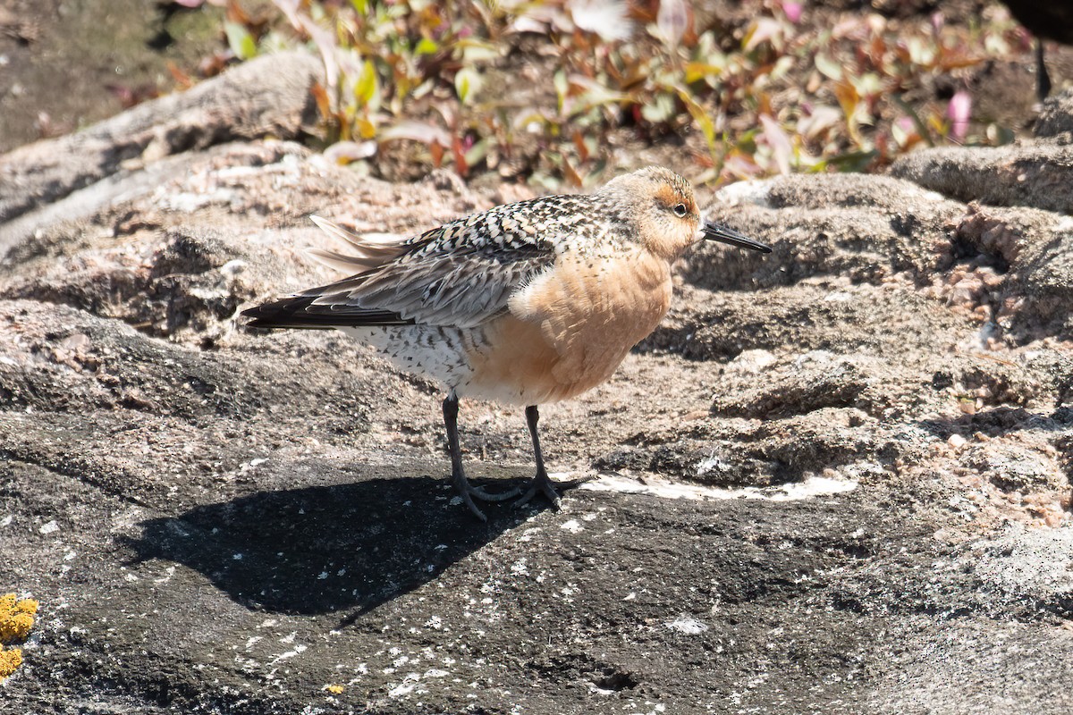 Red Knot - ML576903511