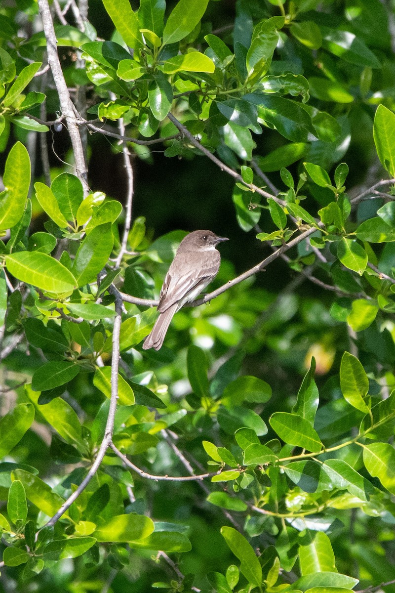 Eastern Phoebe - Jonathan Coulter