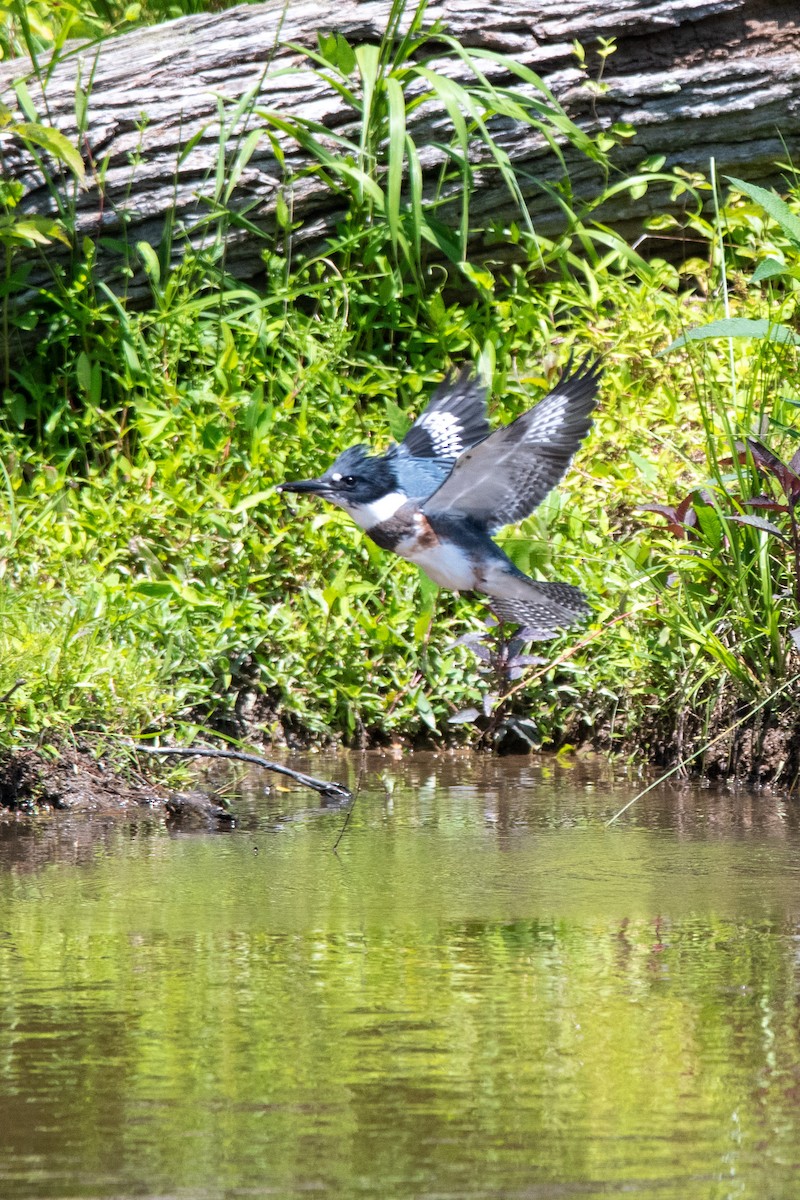 Belted Kingfisher - ML576905071