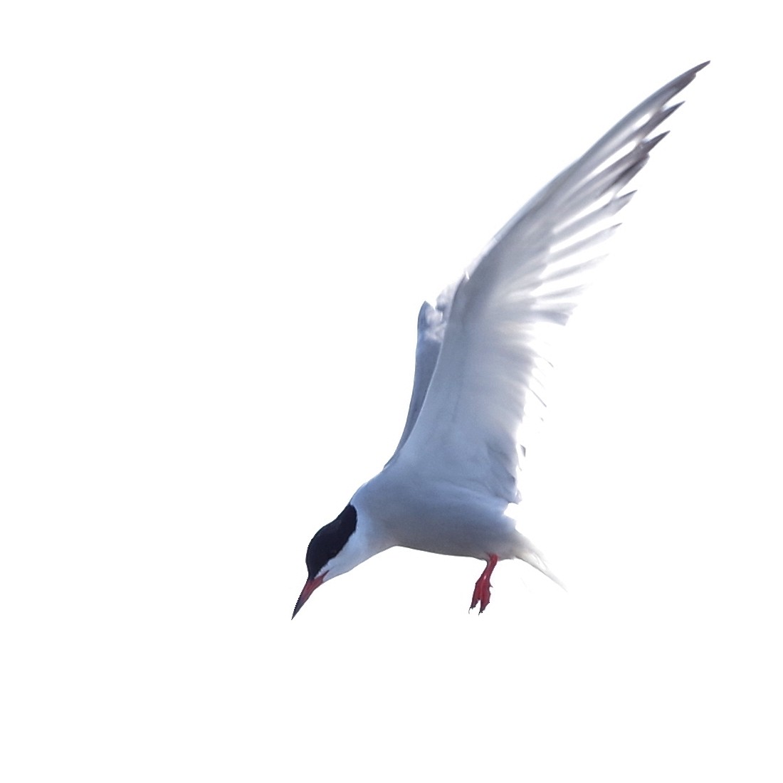 Common Tern - ML576910261
