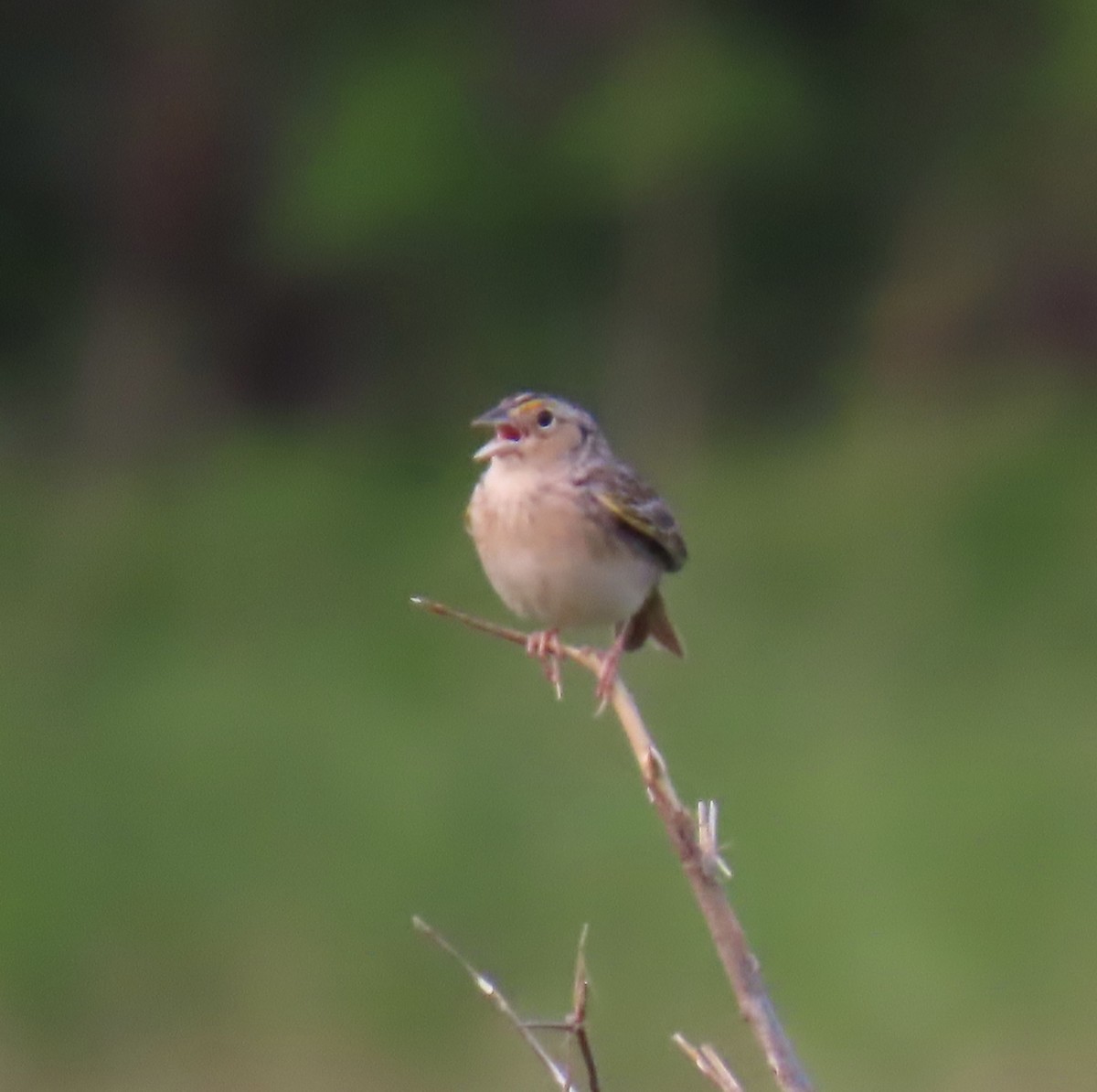 Grasshopper Sparrow - ML576910781