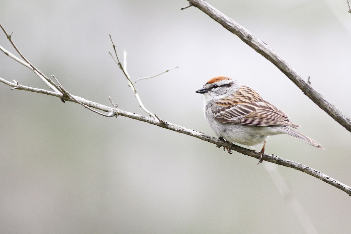 Chipping Sparrow - Kyle Lima