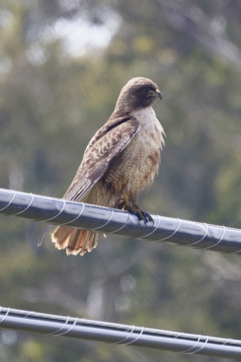 Red-tailed Hawk - ML576921481