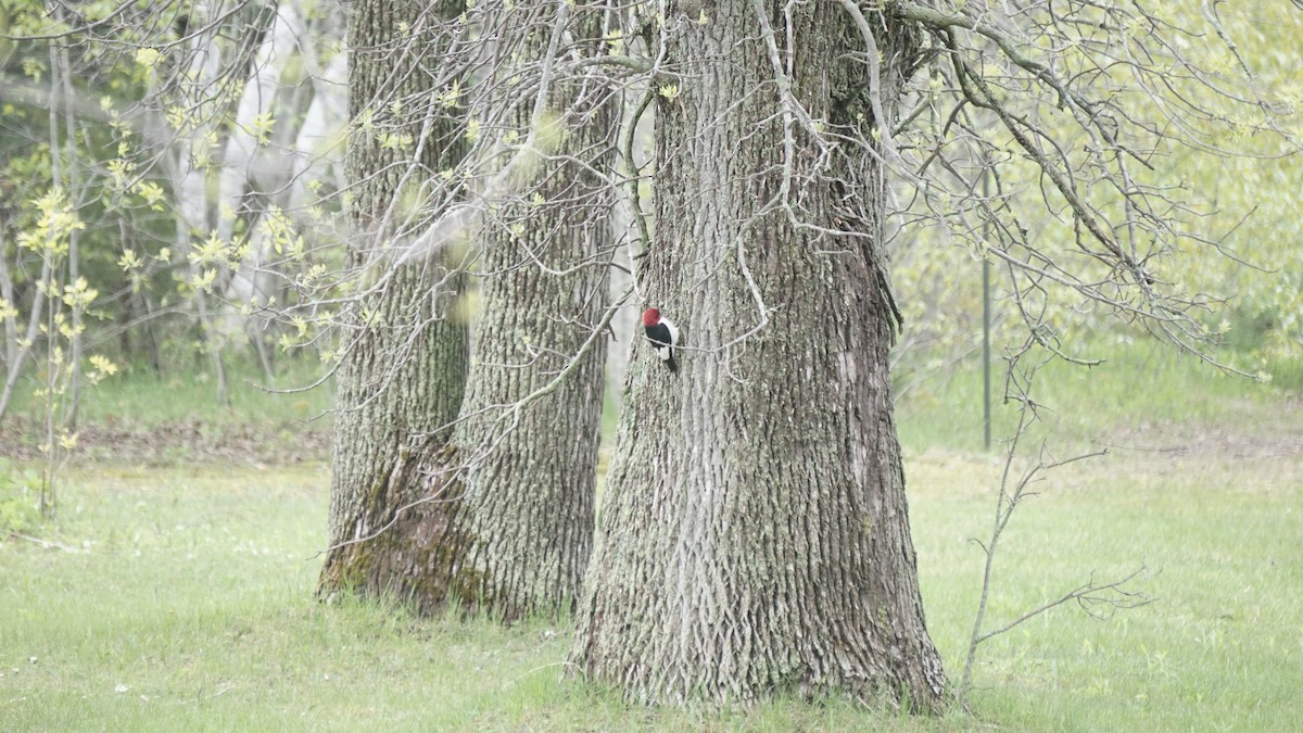 Red-headed Woodpecker - Aaron Rusak