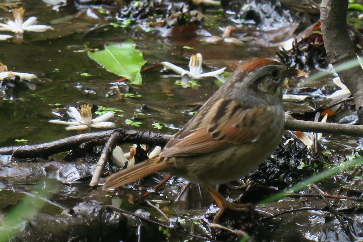 Swamp Sparrow - Susan Freytes