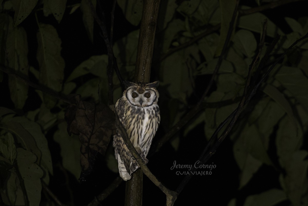 Striped Owl - ML576931791