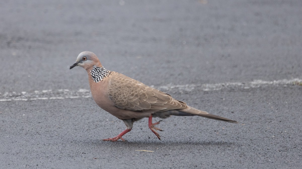 Spotted Dove - ML576932631