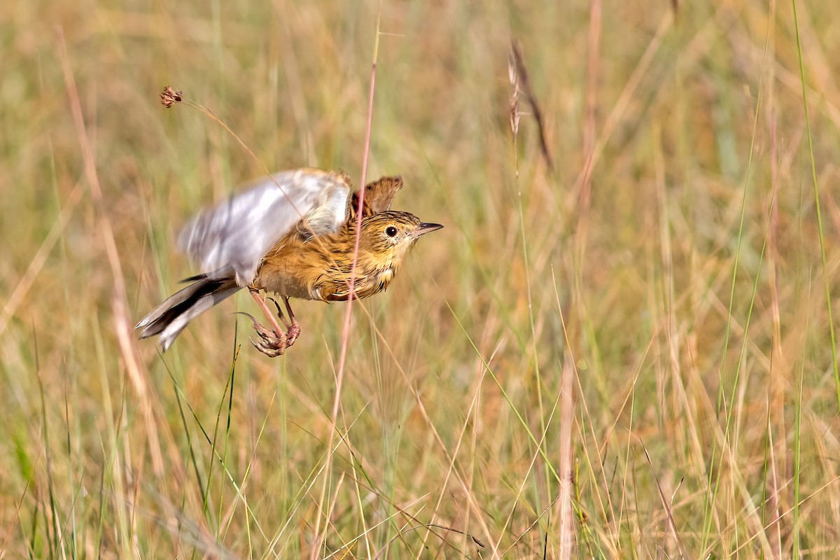 Ochre-breasted Pipit - ML576935281