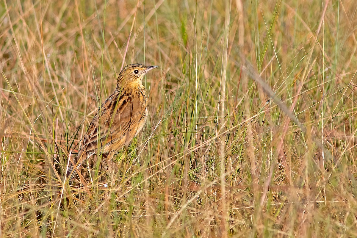Ochre-breasted Pipit - ML576935291