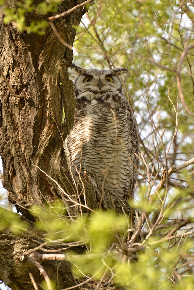 Great Horned Owl - ML57693891