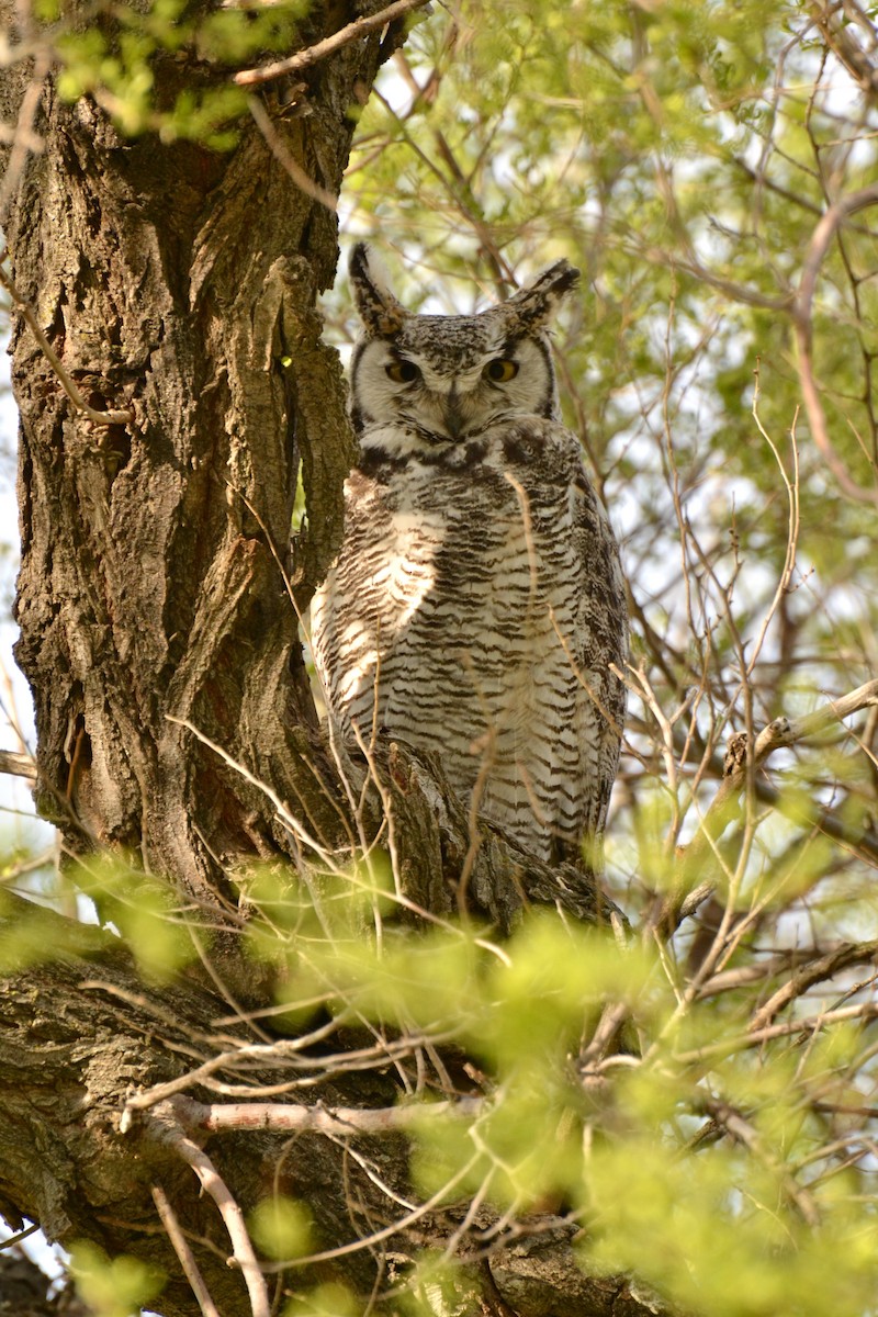 Great Horned Owl - ML57693901