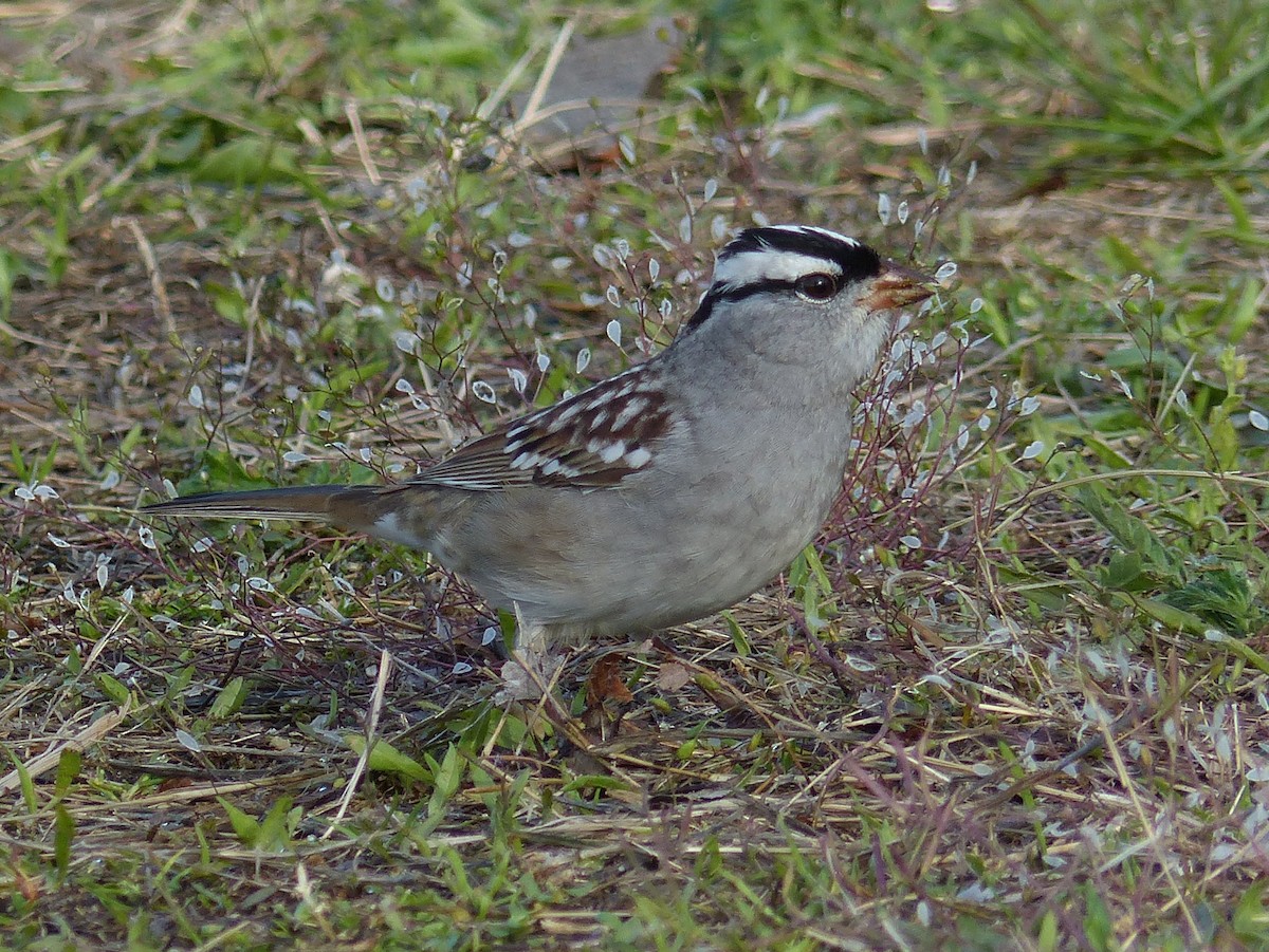 White-crowned Sparrow - Ben Jesup
