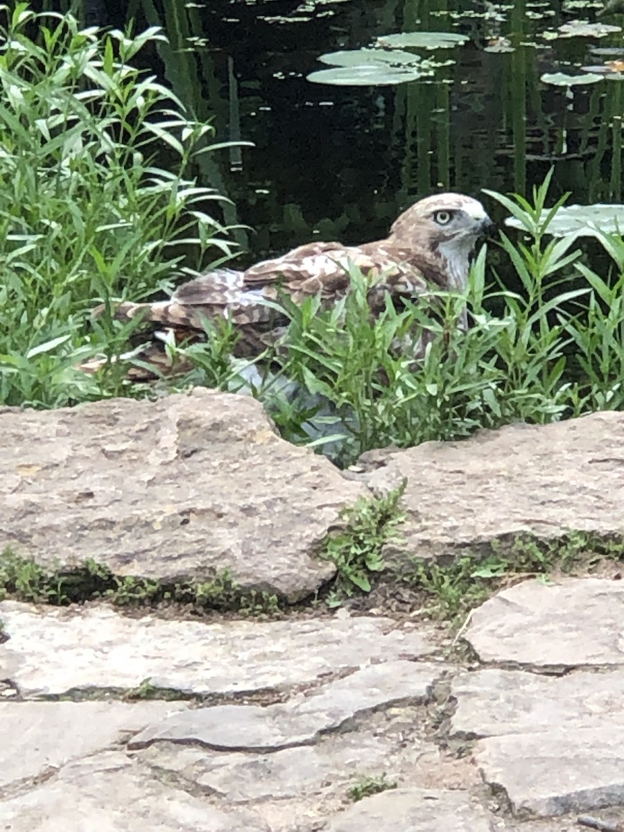 eBird Checklist 24 May 2023 Burr Oak Woods State Forest, Blue Springs USMO (39.0486,94.