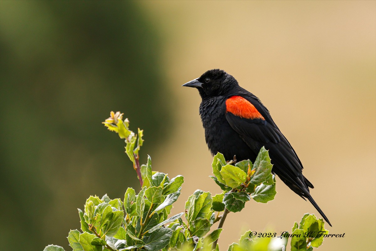 Red-winged Blackbird - ML576946961