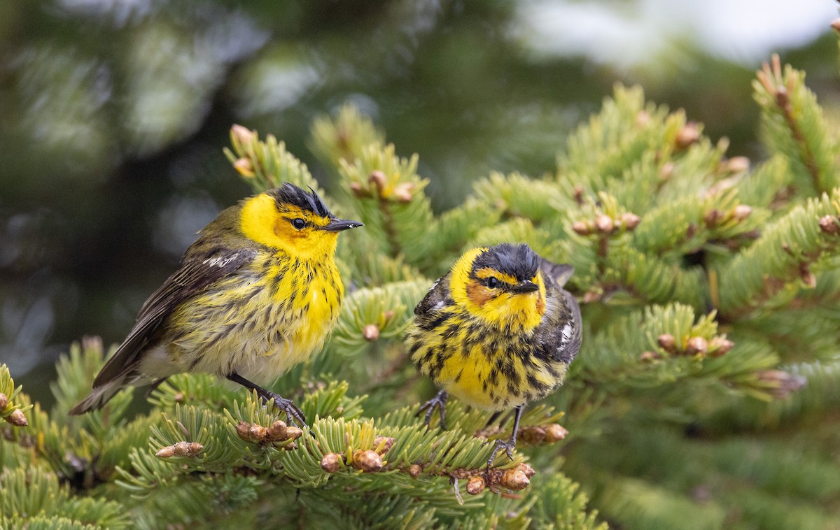 Cape May Warbler - ML576948701