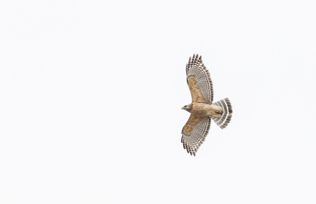 eBird Checklist 24 May 2023 Observatoire d'oiseaux de Tadoussac