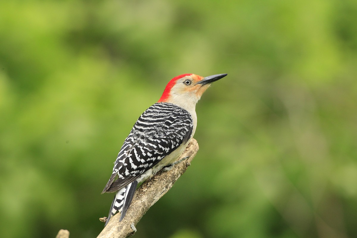 Red-bellied Woodpecker - ML576956641