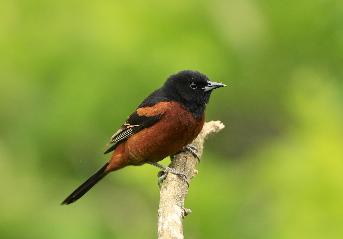 Orchard Oriole - ML576957341