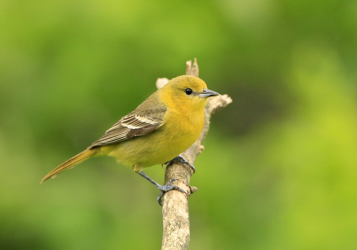 Orchard Oriole - ML576957351