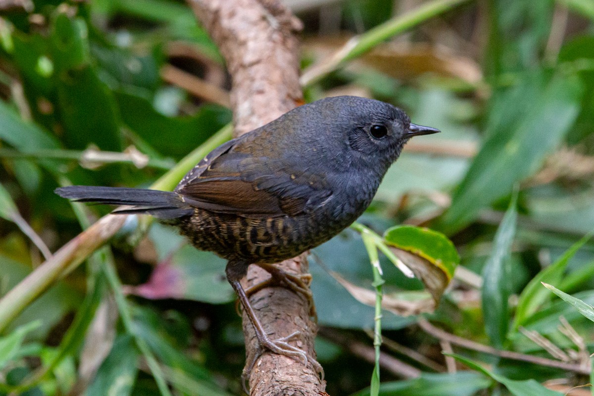Mouse-colored Tapaculo - ML576957791