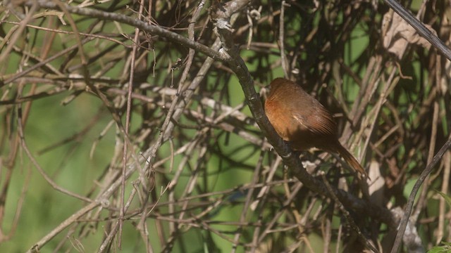 Orange-breasted Thornbird - ML576959601