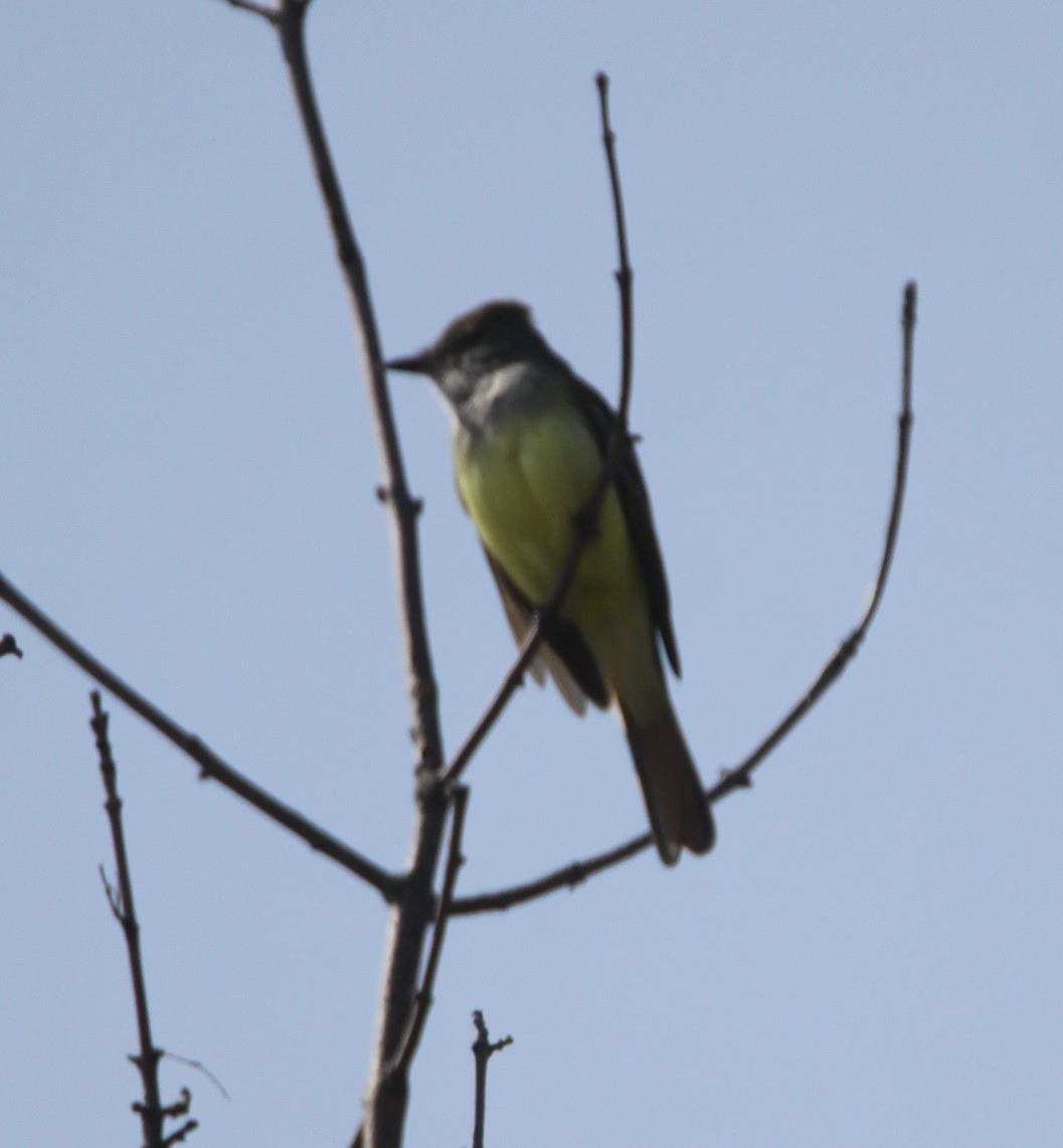 Great Crested Flycatcher - ML576960821