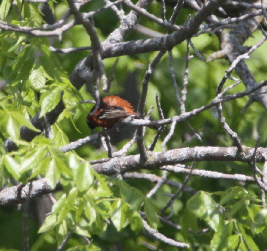 Orchard Oriole - ML576961111