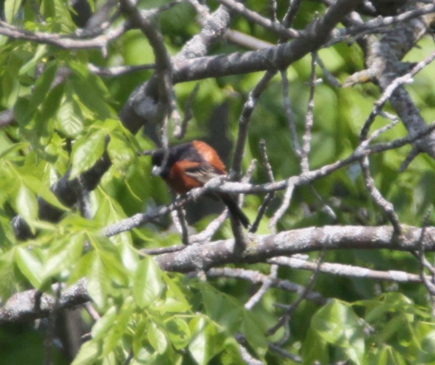 Orchard Oriole - ML576961121