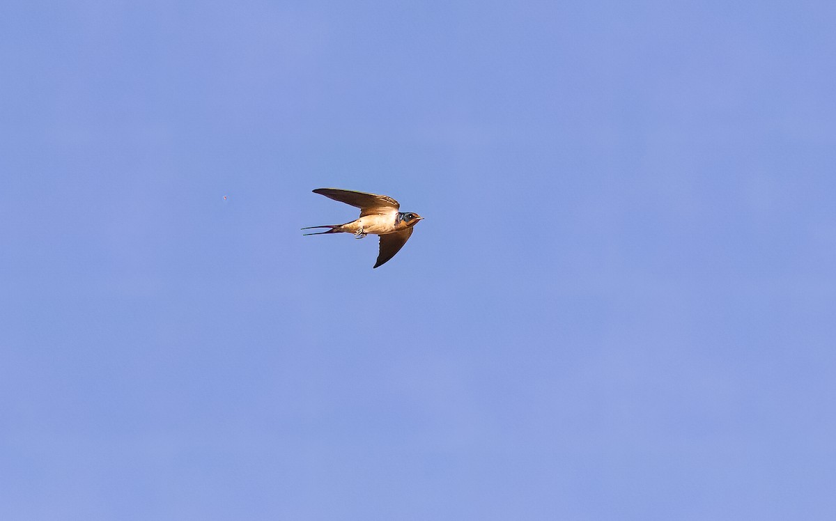 Barn Swallow - Nick Pulcinella