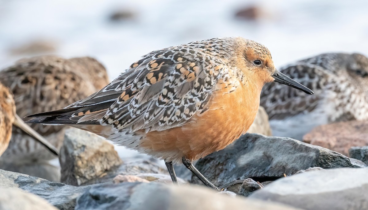 Red Knot - Yannick Fleury
