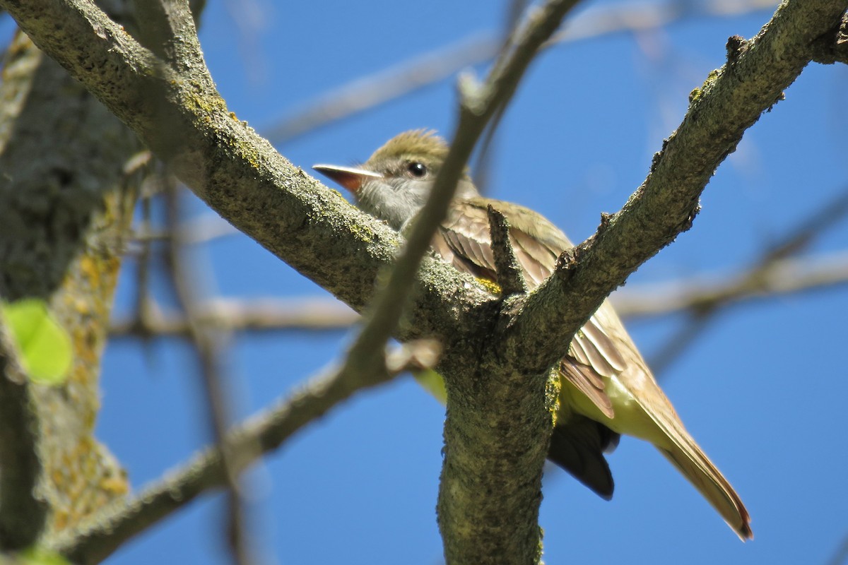 Great Crested Flycatcher - ML576970151