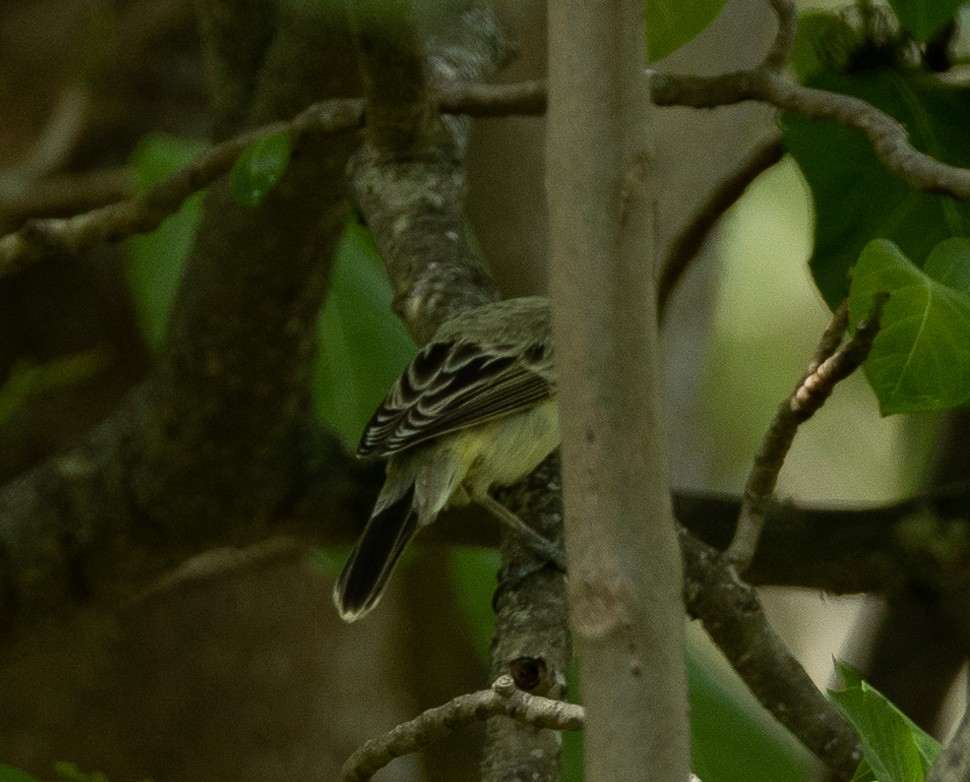 Southern Marquesan Reed Warbler - Santiago Imberti