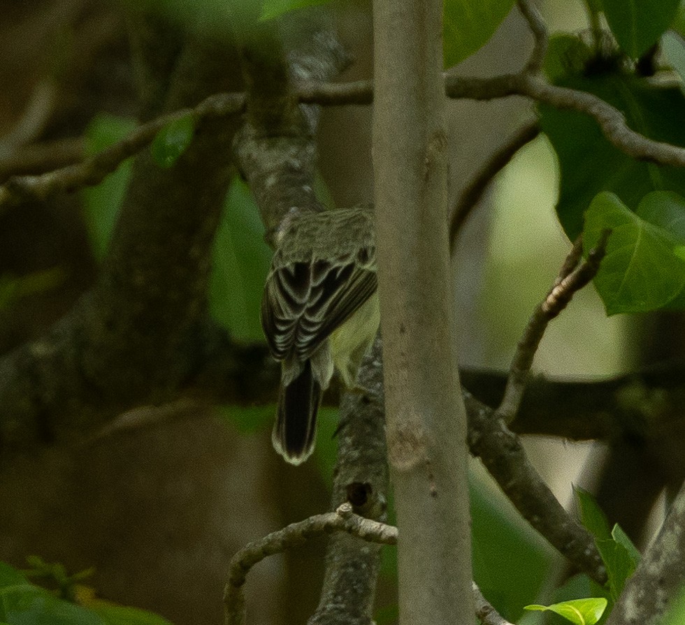 Southern Marquesan Reed Warbler - ML576970961